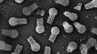 Este nuevo virus hallado en Brasil es tan grande que desafía lo que sabíamos hasta ahora sobre estas criaturas<em></em>